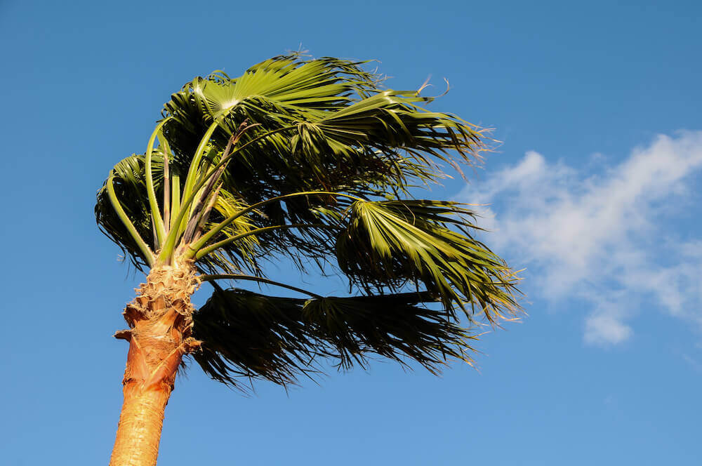http://duda-sod.com/wp-content/uploads/2016/06/palm-tree-blowing-in-the-wind.jpeg