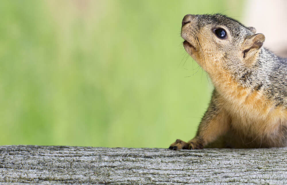 Five Landscaping Tips for Florida Wildlife