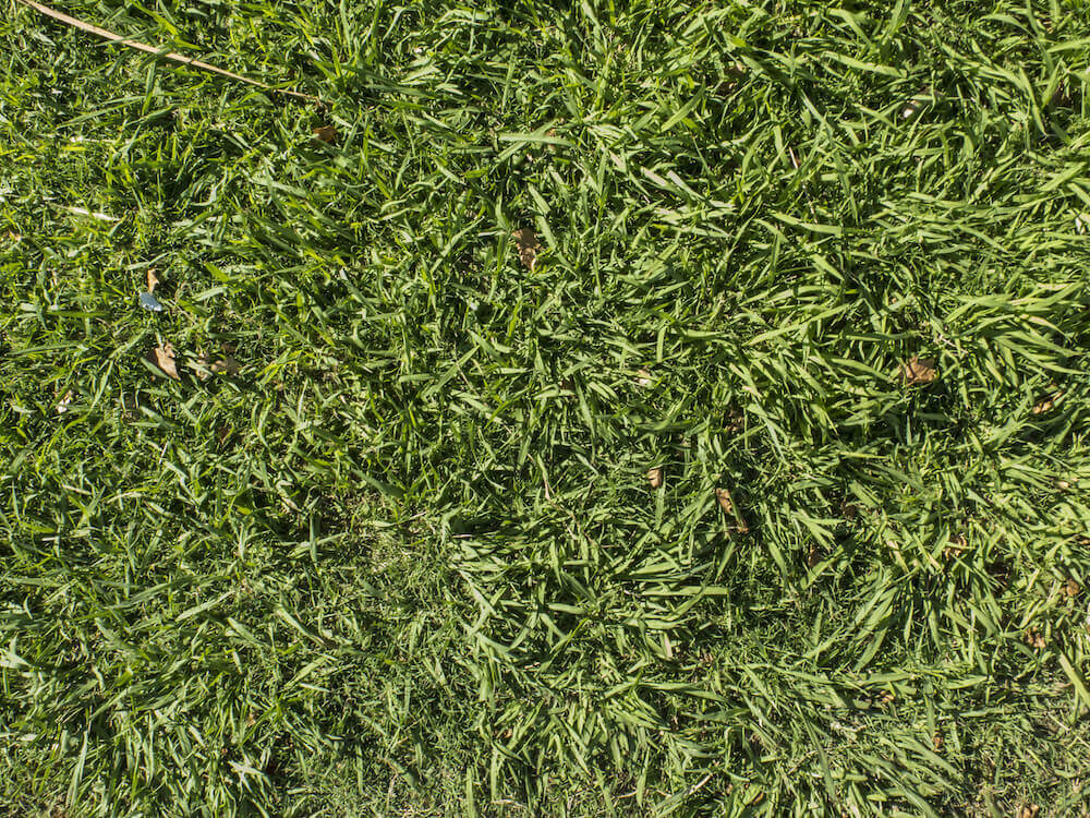 Managing Nematodes on Your Florida-Friendly Lawn