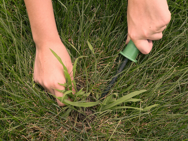 Managing Crabgrass on Your Florida-Friendly Lawn