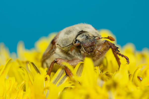 huge chafer climbed into the yellow flower on sky