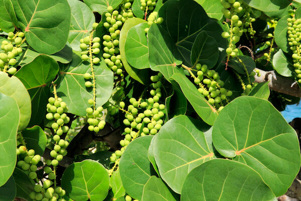Beautiful closeup of wild and tropical seagrape or Coccoloba uvifera tree green leaves on the coast with a little ocean water in the background on a sunny day in Florida.