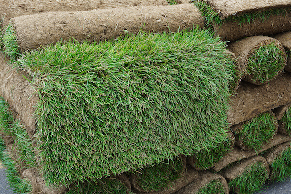 Managing Thatch for a Healthy Lawn or Turf