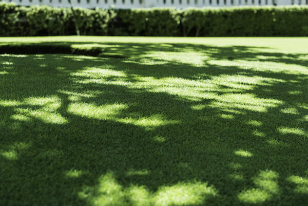 Turf in the Shade