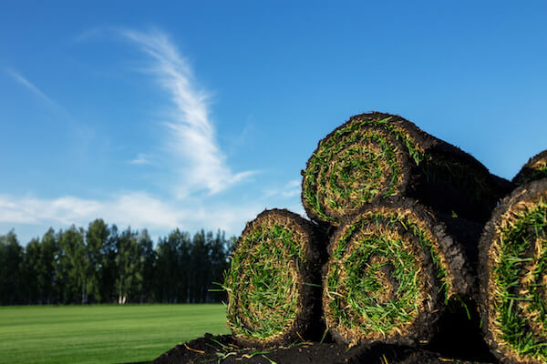 Rolls of fresh grass turf and blue sky