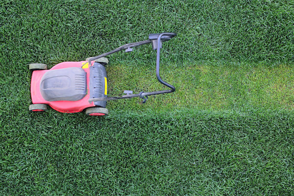 Grass cutter cuts the green  lawn