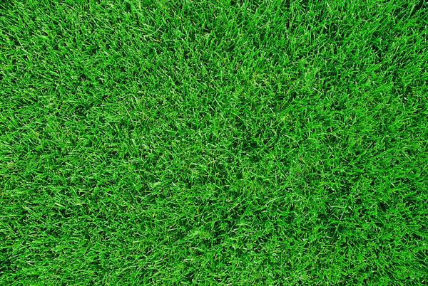 Empire Turf on Your Home Lawn