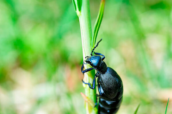 big black insect on grass close-up