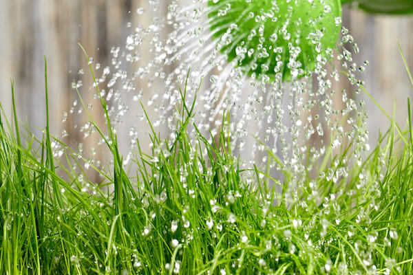 pouring from watering can on grass water