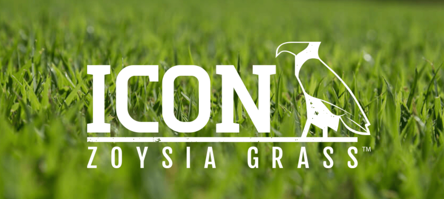 Icon Zoysia: The Next Generation