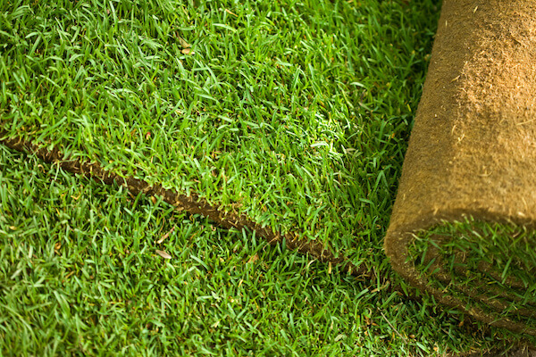 Green turf grass roll closeup and background