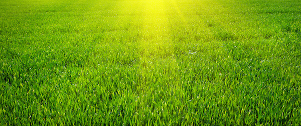 Green lawn for background