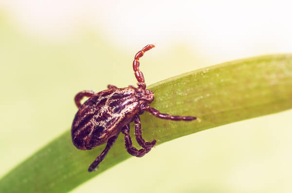 A dangerous parasite and infection carrier mite sitting on a green leaf.