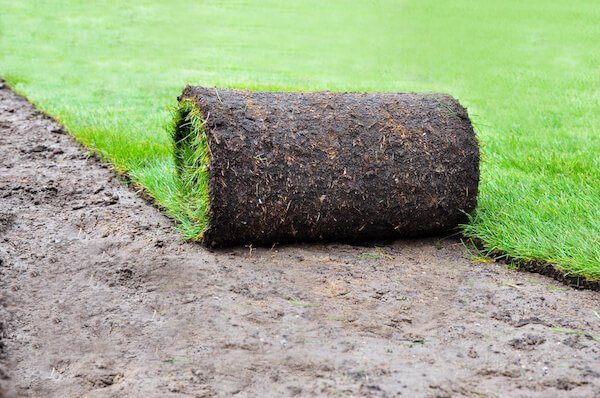 Will Your St. Augustine Grass Fall to Chinch Bugs?