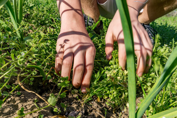 Close-up of the hands of a teenager weeping levels with green garlic in early spring. Cleaning of weeds. Concept agro culture and farming.