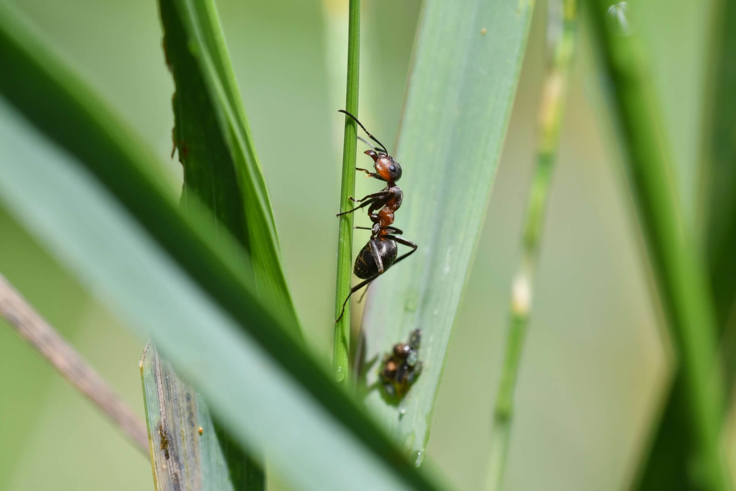 Guide to Common Florida Turf Pests