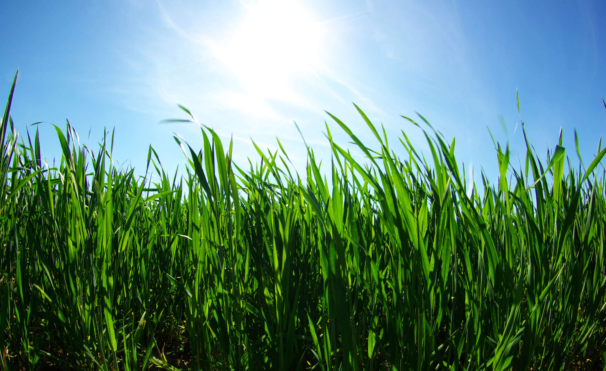 Beautiful green lawn isolated by warm weather and sun.