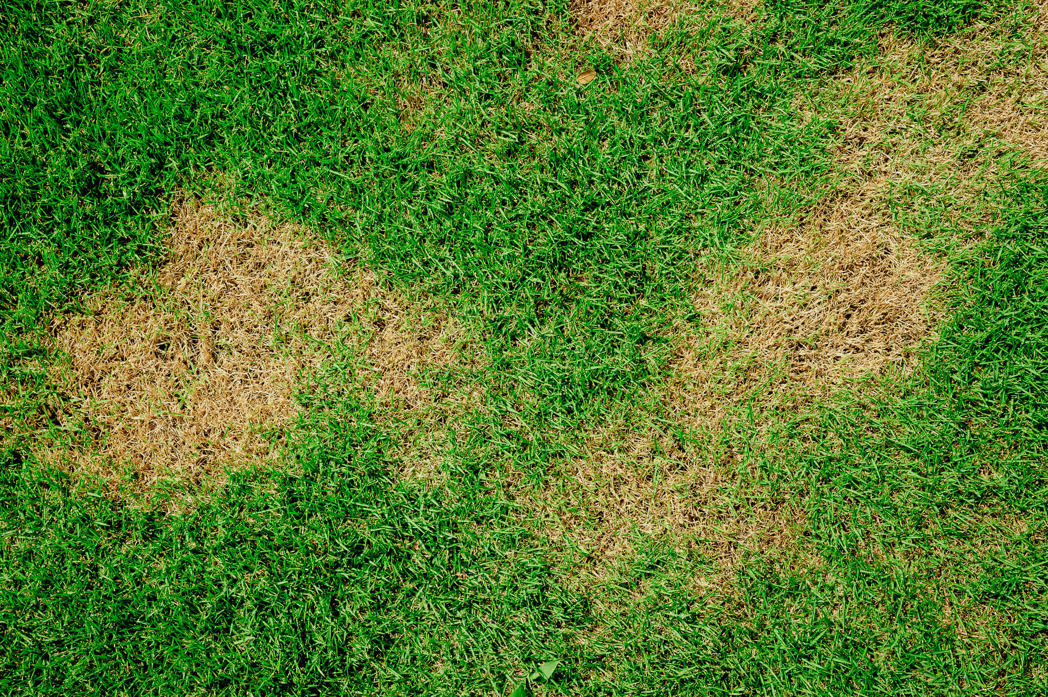 Dry brown patches on grass.