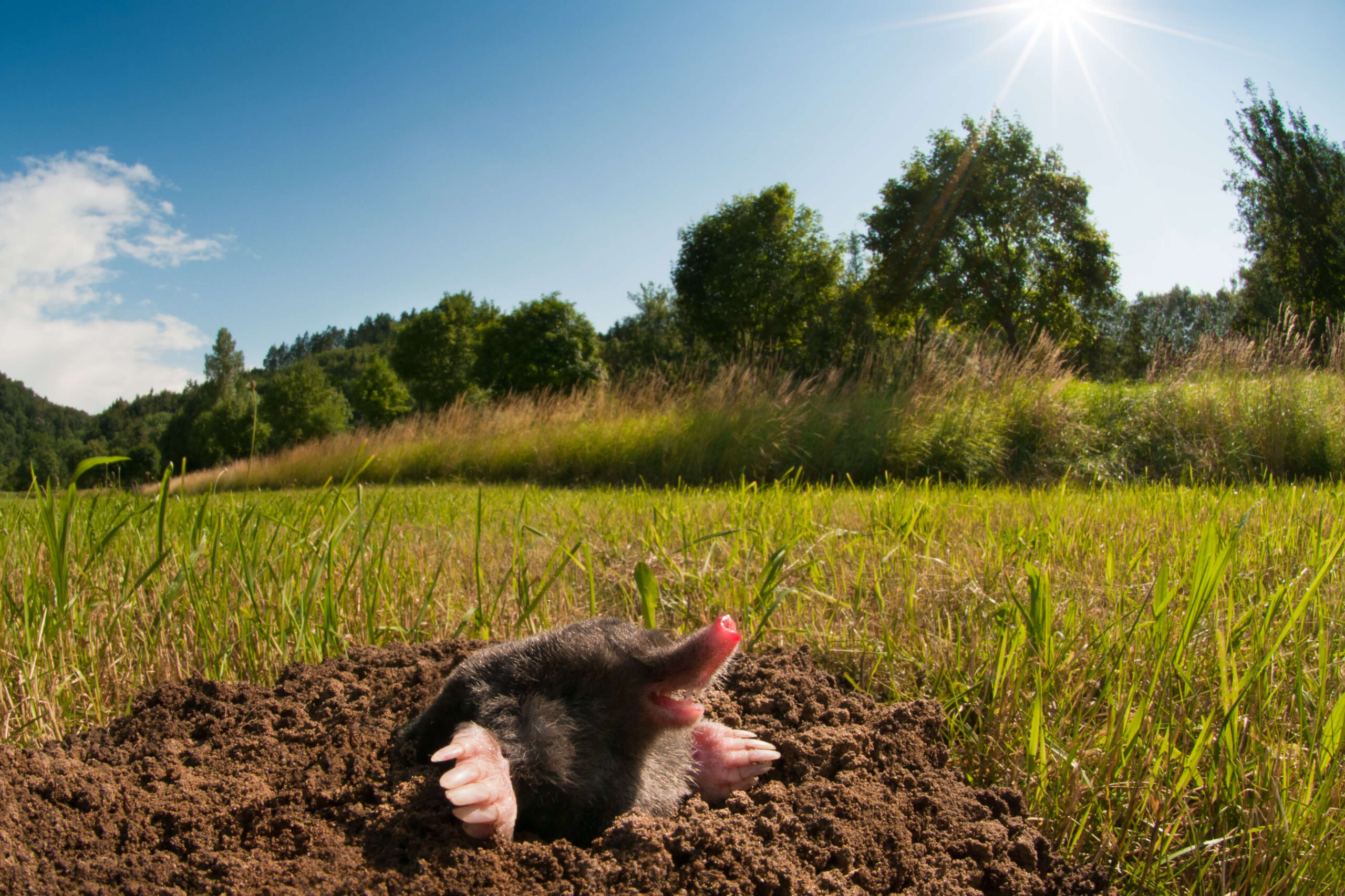 Turf pests in st. augustine grass in Florida