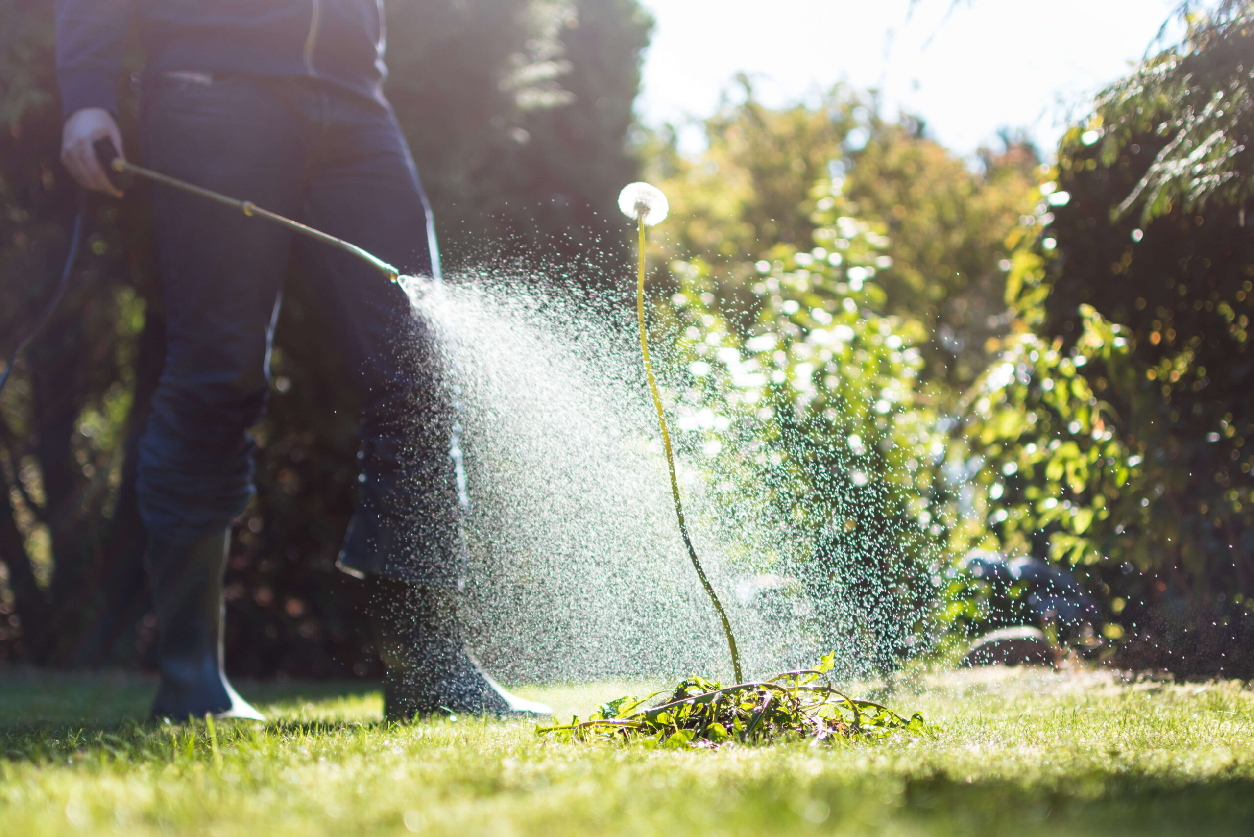 Lawn Herbicides for Florida grass and organic, natural sod. 