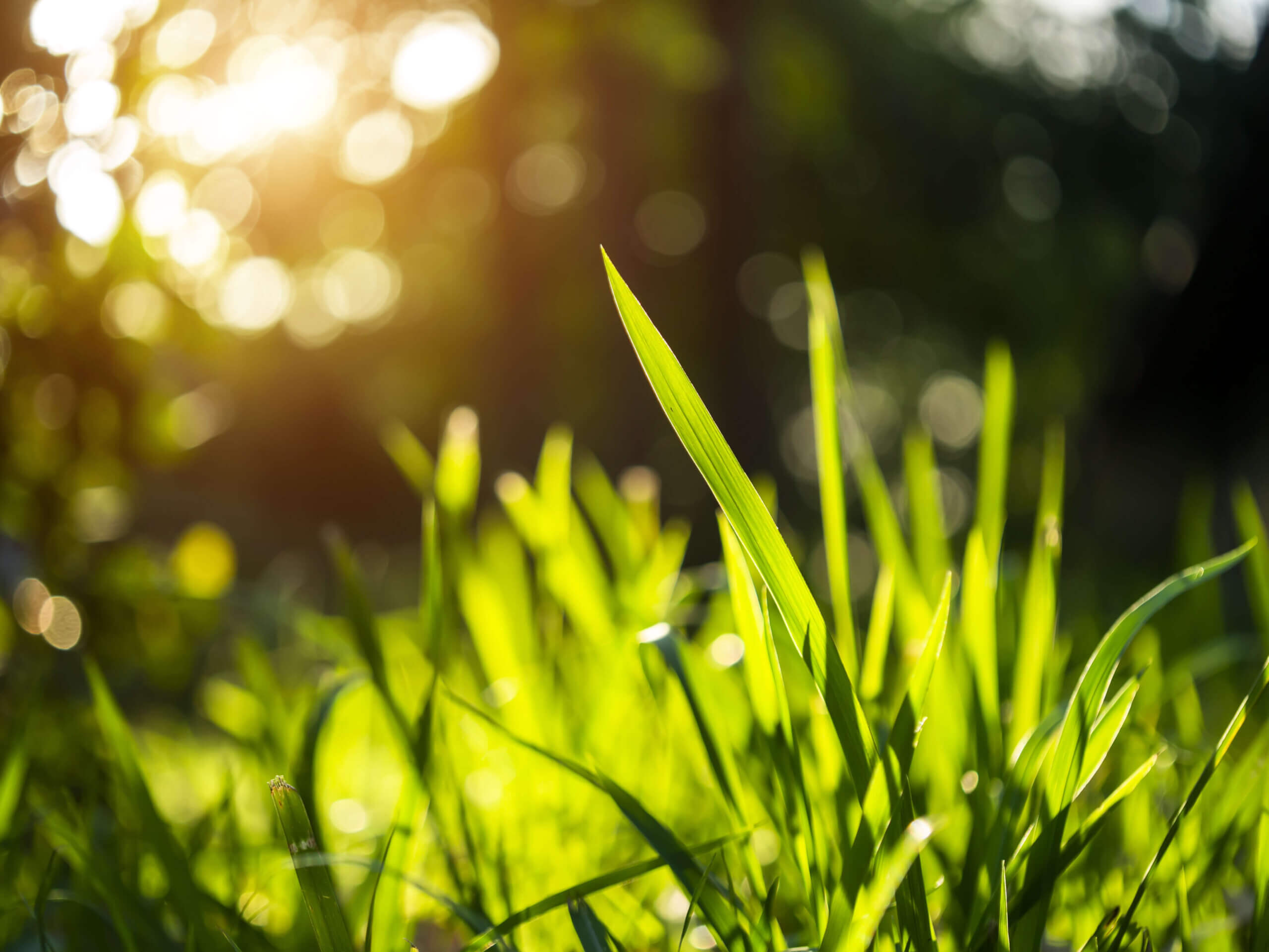 Grass regenerate in the garden with bokeh and sunlight on blur background.