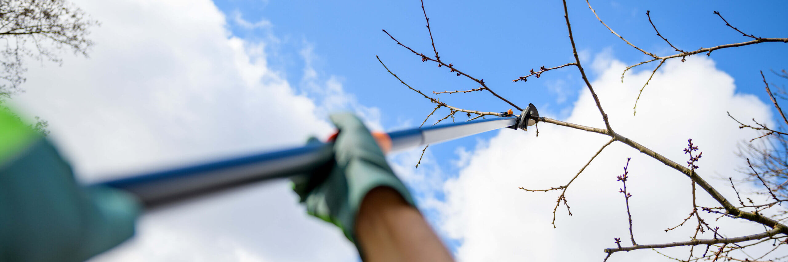 Unrecognizable man pruning fruit trees in his garden. Male gardener using telescopic pruning shears. Springtime gardening web banner.