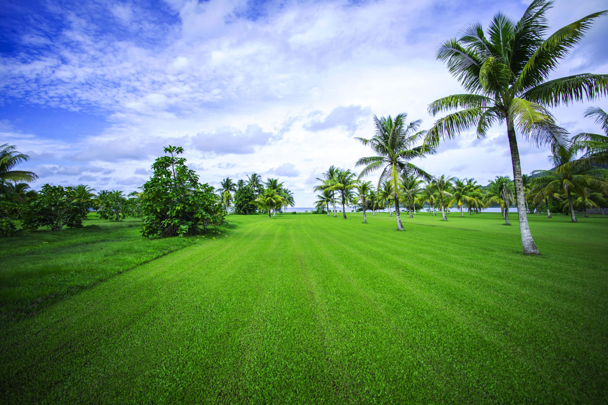 Sod. Environmental. Environment and sod. Palm trees and sod. 