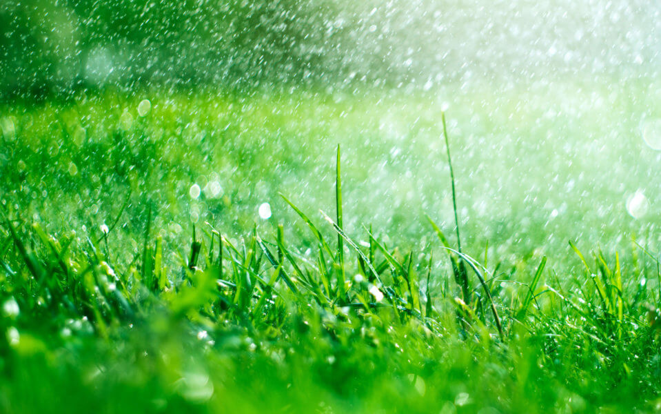 Hurricane Lawn Care: Hurricanes and Your Florida Lawn