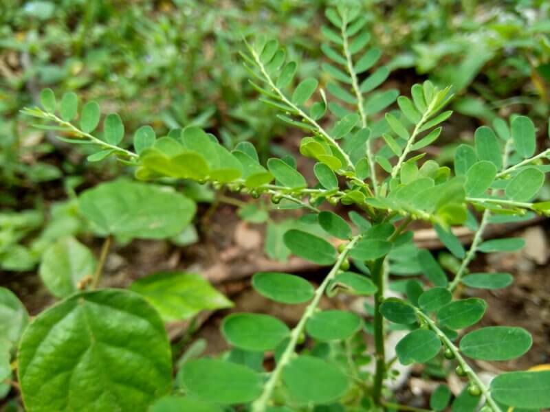 Common Weeds in Florida and How to Treat Them