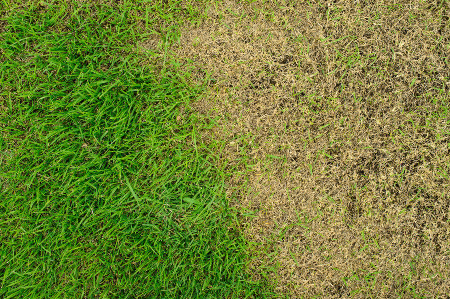 Common Florida Lawn Problems and Treatment