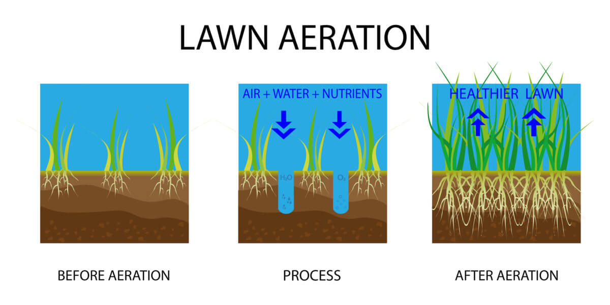 aerate Lawn aeration. Process of aeration before and after, lawn grass care service, gardening and landscape design. Gardening grass lawn care, landscaping service. Vector illustration