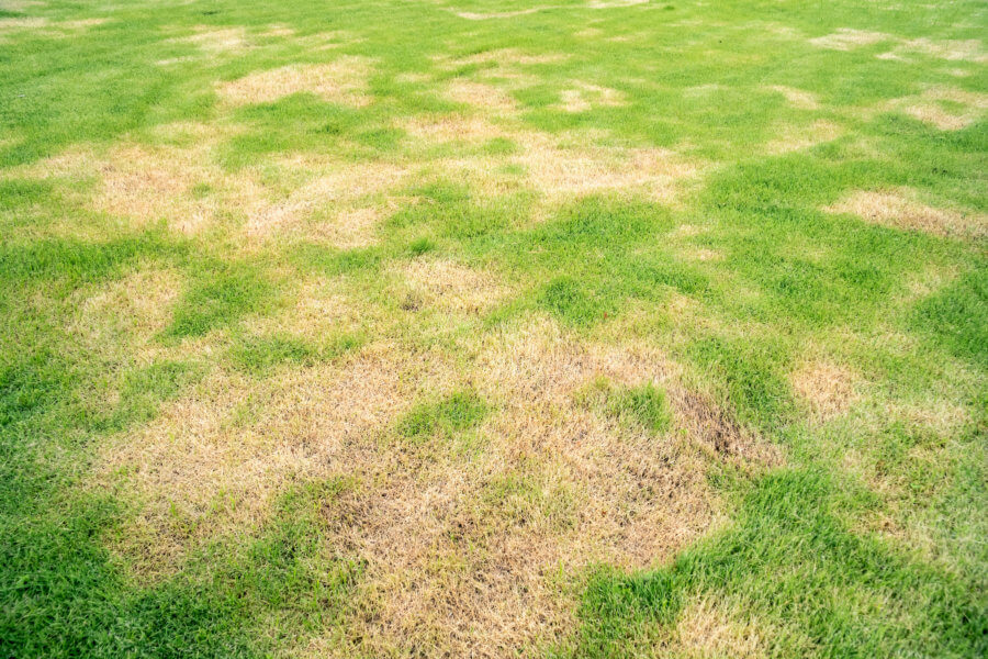 chinch bug damage Pests and disease cause amount of damage to green lawns, lawn in bad condition and need maintaining