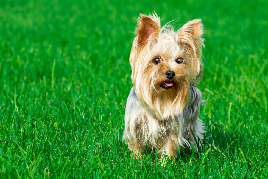 green lawn portrait of a dog breed Yorkshire Terrier, on a background of green lawn