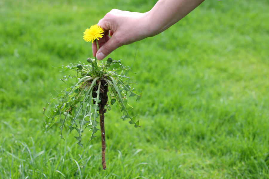 Lawn weeds clearance