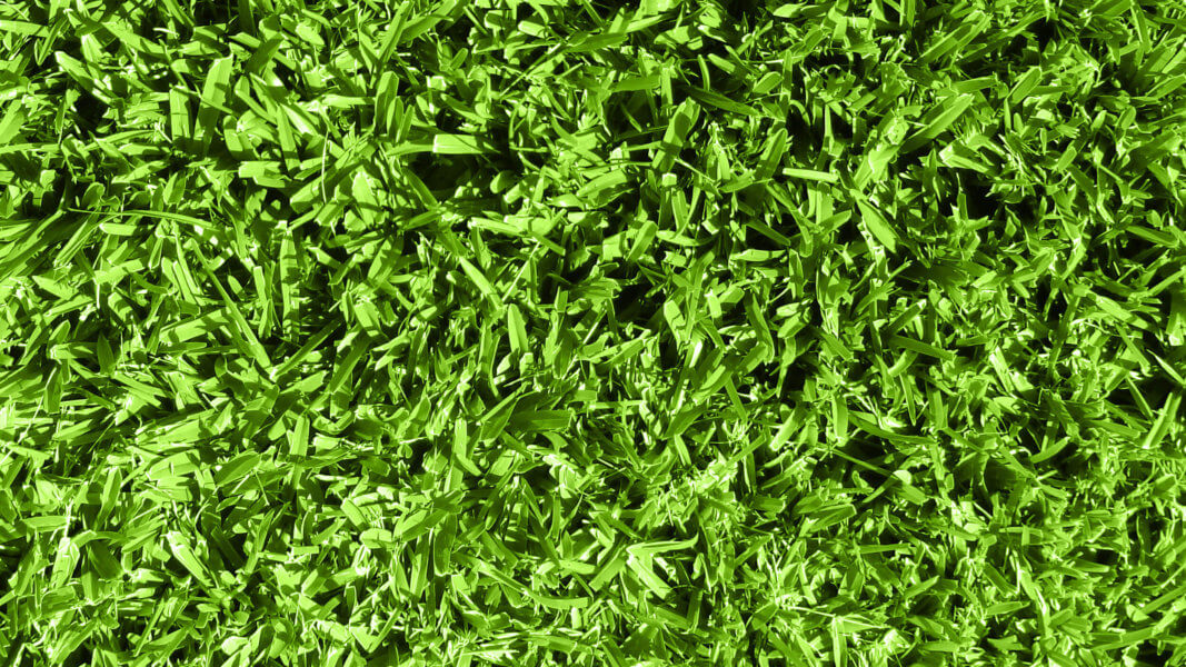 Everything You Need to Know About Seville St. Augustine Grass