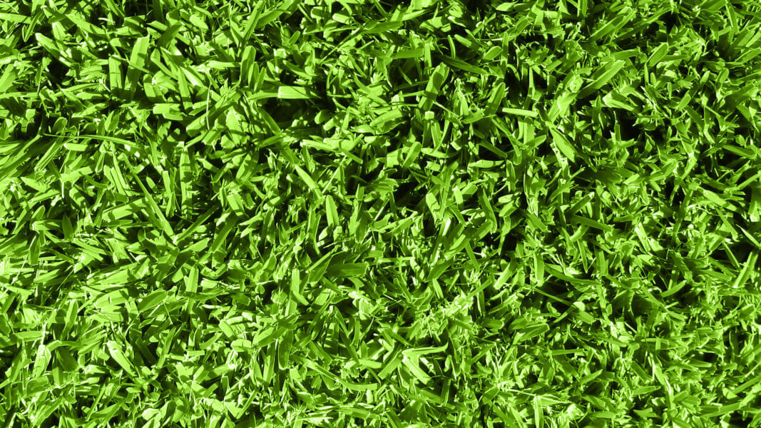 Everything You Need to Know About Scotts ProVista St. Augustine Grass