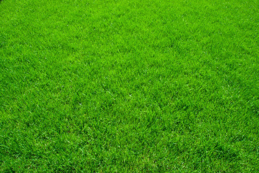 Everything You Need to Know About Scotts ProVista St. Augustine Grass