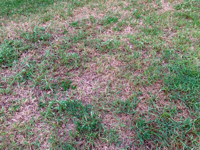 Everything You Need to Know About Scotts ProVista St. Augustine Grass