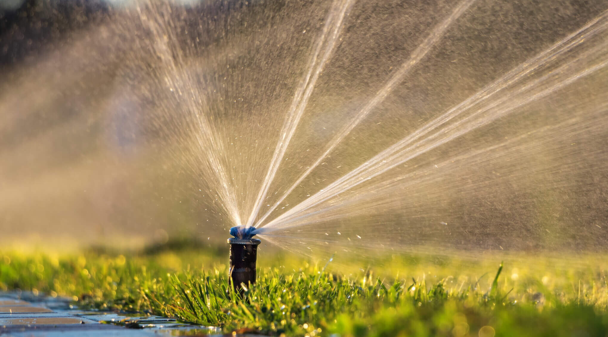 Mastering Lawn Care with Scotts ProVista St. Augustine Sod Duda Sod