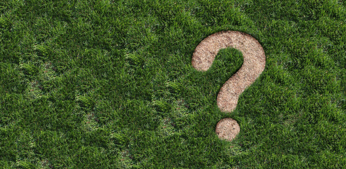 Landscaping questions and Lawn disease question mark as grub damage or chinch larva damaging grass roots causing a brown patch and drought area in the turf representing gardening information or garden help.