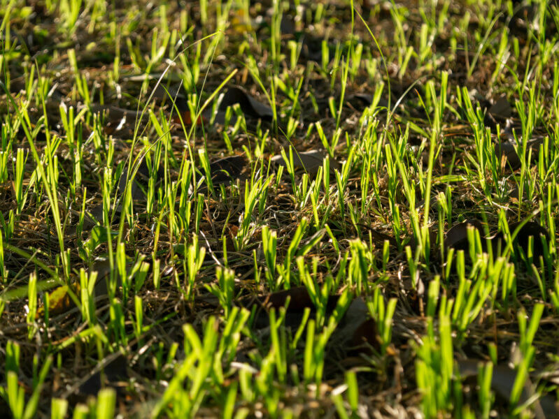 Grass regenerate in the garden with sunlight.