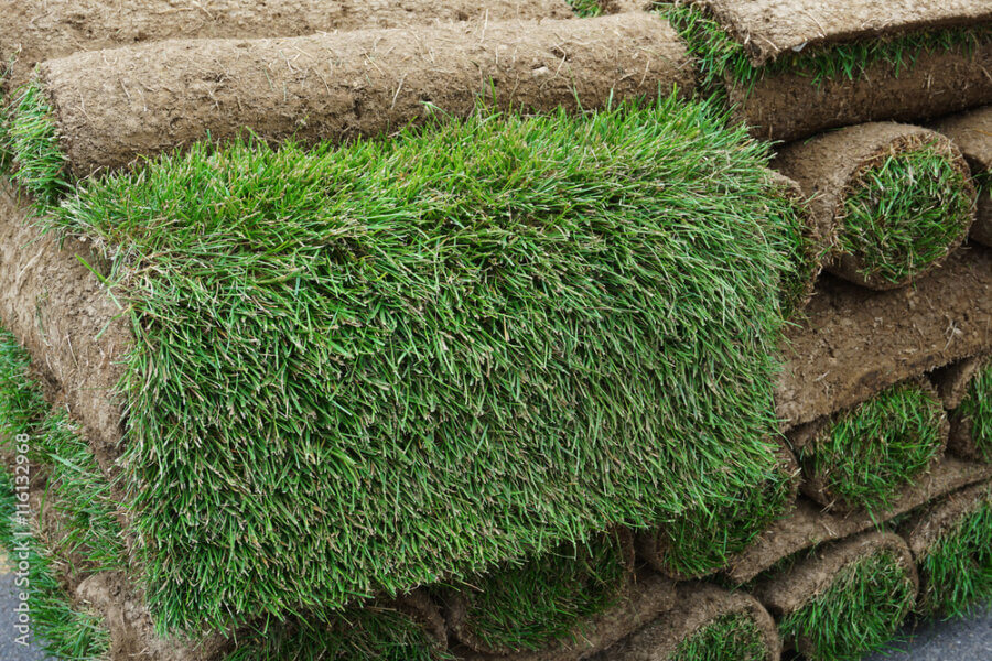 Zoysia Sod Varieties: A Closer Look at the Lush Options for Florida Lawns