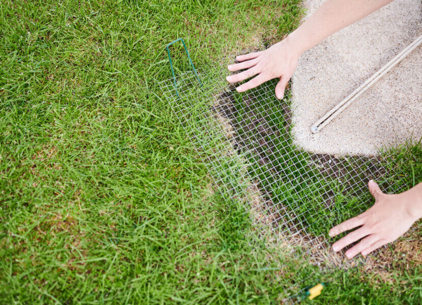 Protecting Your Sod from Pest and Insect Infestations: Prevention and Control