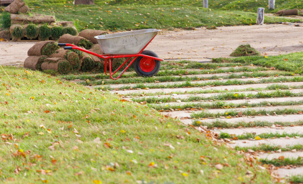 Rolled turf is laid on park lawns in the fall.