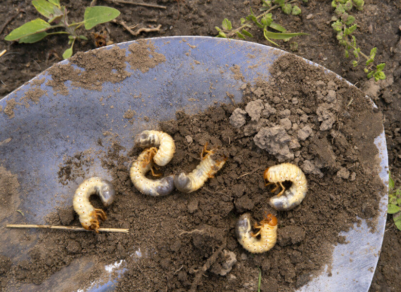 June beetles grubs on the surface of a shovel.